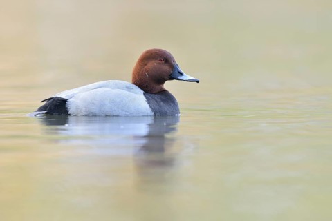 Pochard