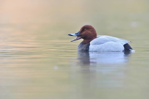 Pochard