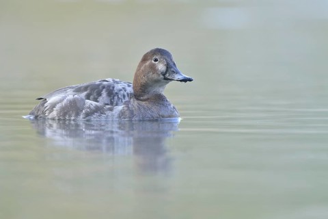 Pochard