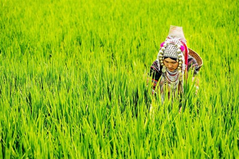Akha woman in a rice field