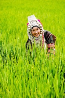 Akha woman in a rice field