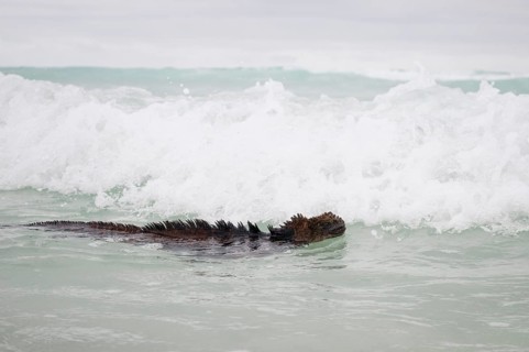 Marine Iguana