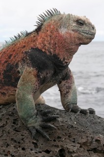 Marine Iguana