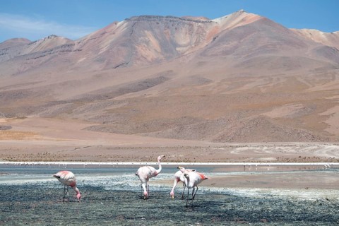 James's Flamingos