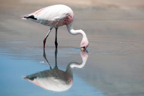 James's Flamingo