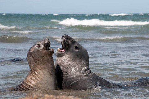 Southern elephant seals