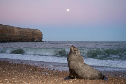 South American Sea Lion