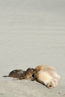 Australian sea lion