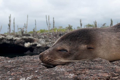 Galapagos Sea Lion