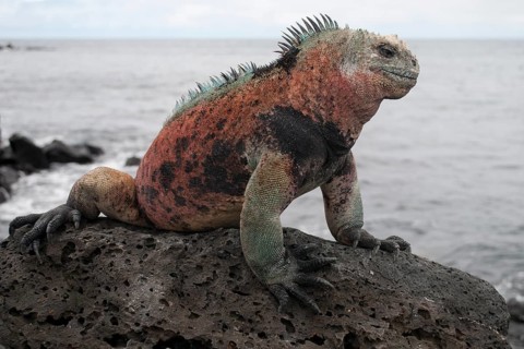 Marine Iguana