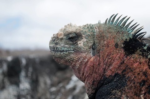 Marine Iguana
