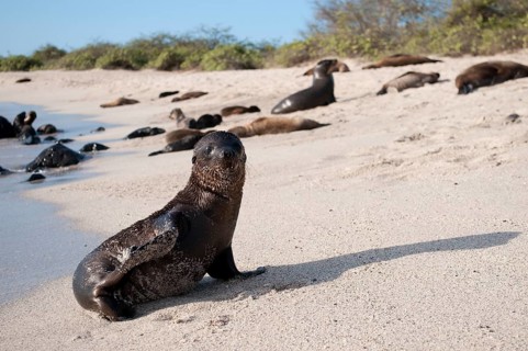 Galapagos Sea Lion