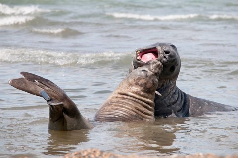 Southern elephant seals