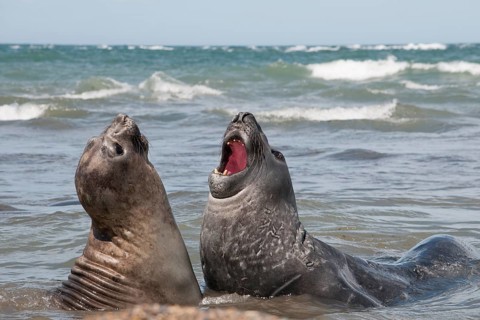 Southern elephant seals