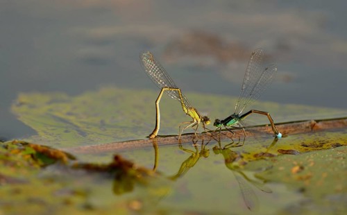 Azure damselfly