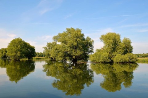 Wetland in the Kopacki Rit nature park