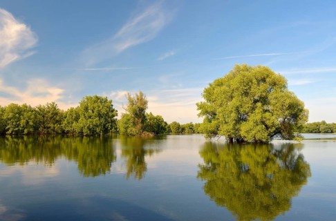 Wetland in the Kopacki Rit nature park