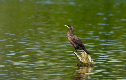 Cormorant