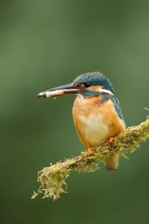 Common Kingfisher