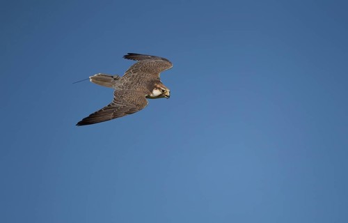 Lanner Falcon