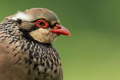 Red-legged Partridge