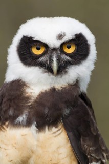 Spectacled Owl
