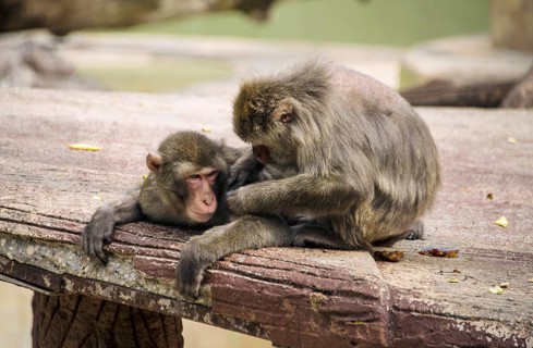 Rhesus monkey