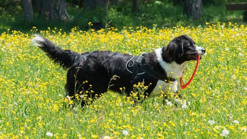 Border Collie in a yellow flower meadow