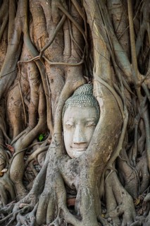 Buddha head statue in bodhi tree