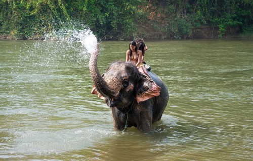 Elephant spraying tourists