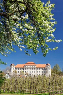 Fruit blossom at the Neues Schloss