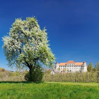 Fruit blossom at the Neues Schloss