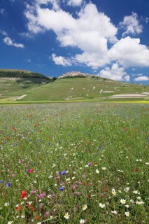 Castelluccio di Norcia