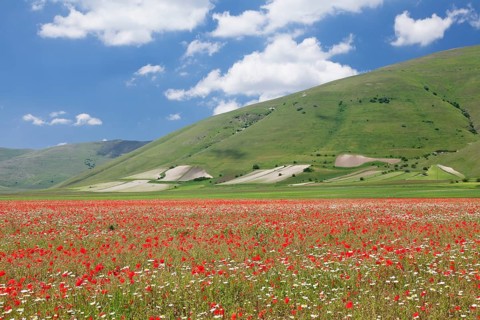 Wildflowers