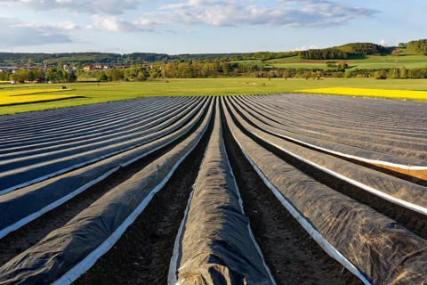 Asparagus field