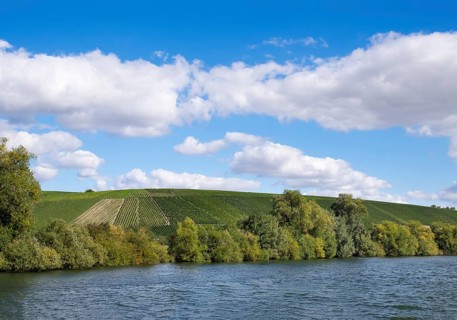 Vineyards along Main river