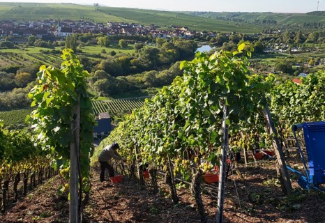 Grape harvest at Mainschleife