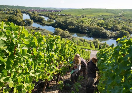 Grape harvest at Main river