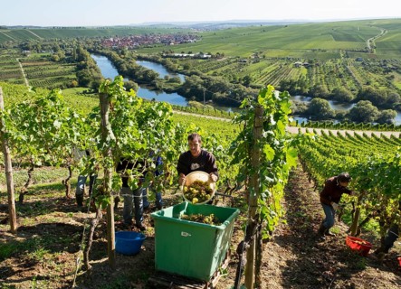 Grape harvest at Main river