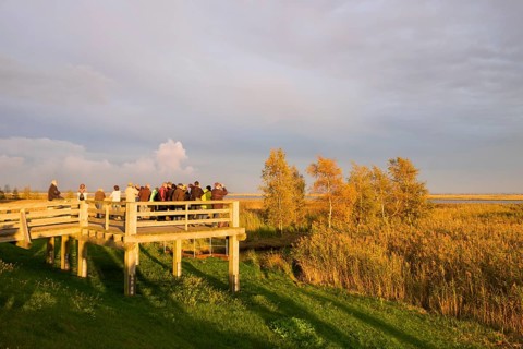 Bird watching deck in the Ostseeheilbad Zingst
