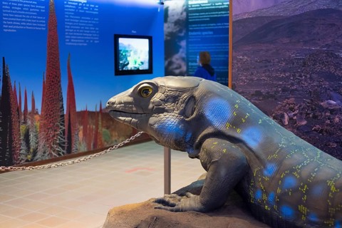 Model of a lizard