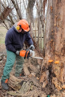 A man falling an elm tree with a chainsaw