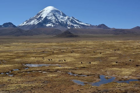 Sajama Volcano and llamas