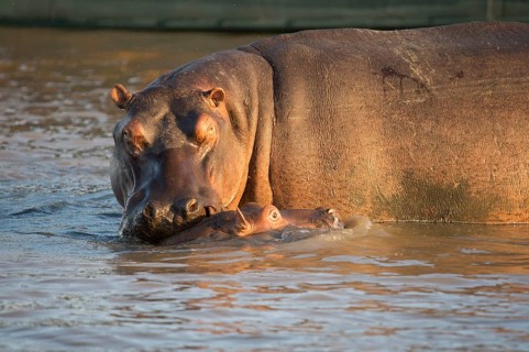 Hippos