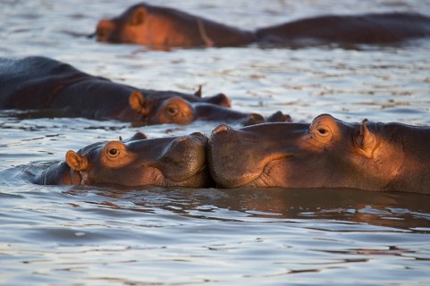 Hippos