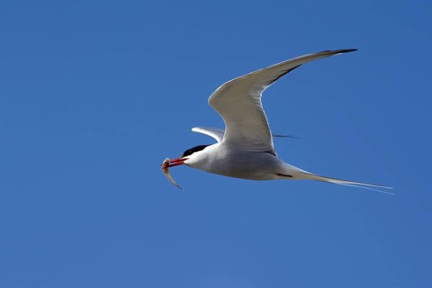 Arctic tern