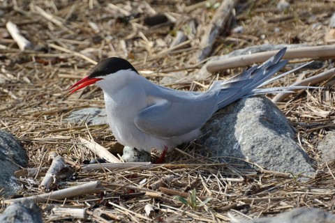 Arctic tern