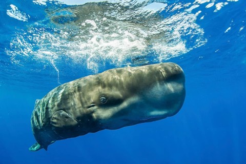 Sperm whale