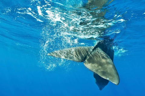 Sperm whale