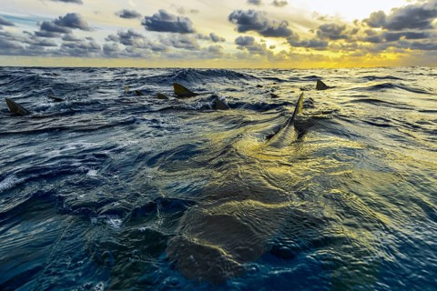 Lemon shark